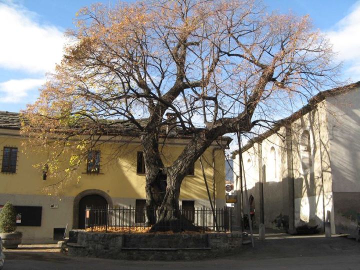 Tiglio_PatriarchiNaturaIt