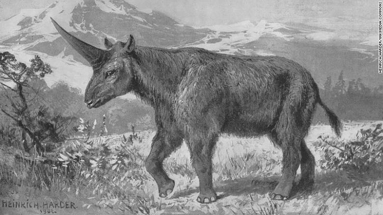 Elasmotherium sibiricum