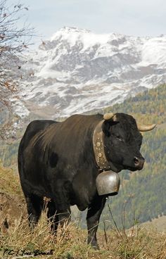 0cae12e82882cc55d2b508cb7d76ad5c--travers